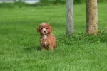 Cavapoo (teef) 72019