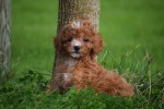 Cavapoo (teef) 72019