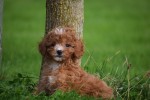 Cavapoo (teef) 72019