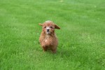 Cavapoo (teef) 72019