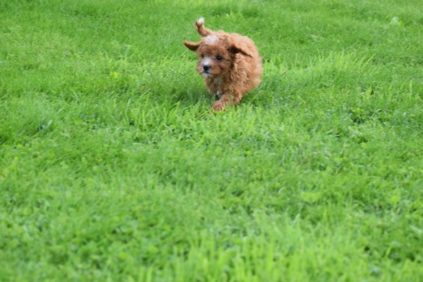 Cavapoo (teef) 72019