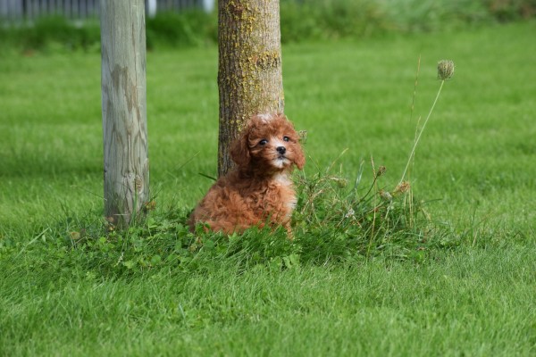 Cavapoo (teef) 72019