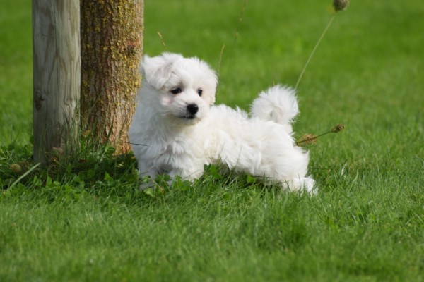 Maltezer (reu) 75533