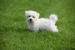 Maltezer (reu) 75533