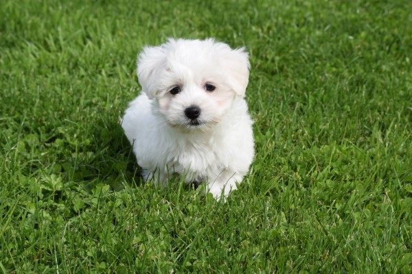 Maltezer (reu) 75533