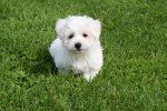 Maltezer (reu) 75533