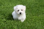 Maltezer (reu) 75533
