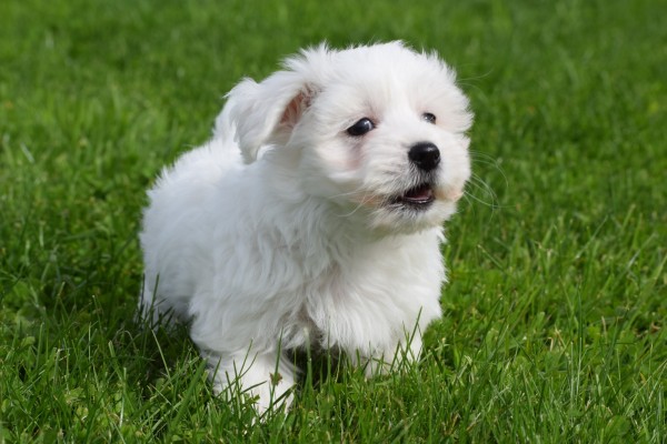 Maltezer (reu) 75533