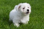 Maltezer (reu) 75533