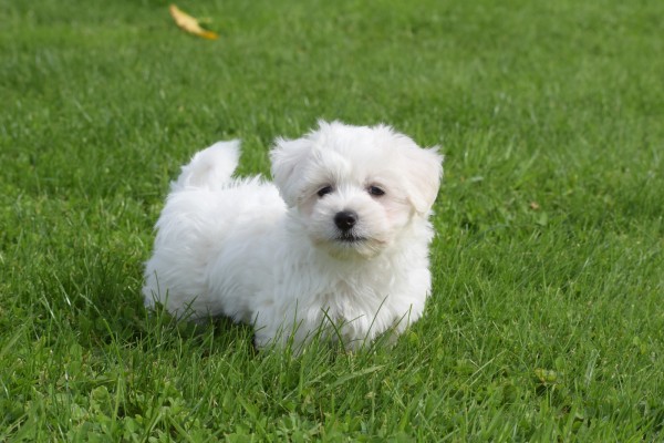 Maltezer (reu) 75533