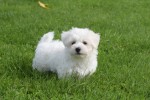 Maltezer (reu) 75533