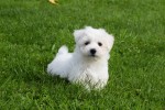 Maltezer (reu) 75533