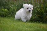 Maltezer (reu) 75527