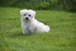 Maltezer (reu) 75527