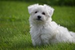 Maltezer (reu) 75527