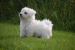 Maltezer (reu) 75527
