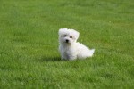 Maltezer (reu) 75527