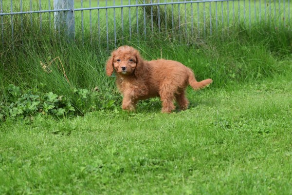 Cavapoo (teef) 72017