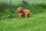 Cavapoo (teef) 72017