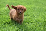 Cavapoo (teef) 72017