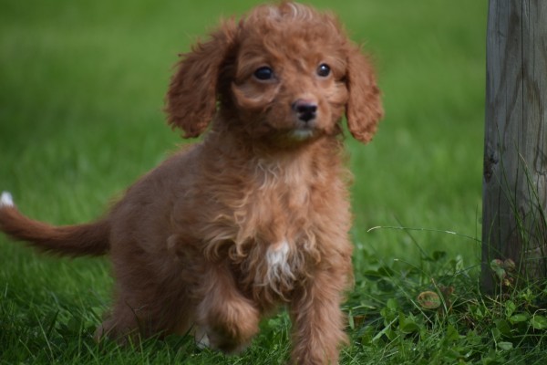 Cavapoo (teef) 72017