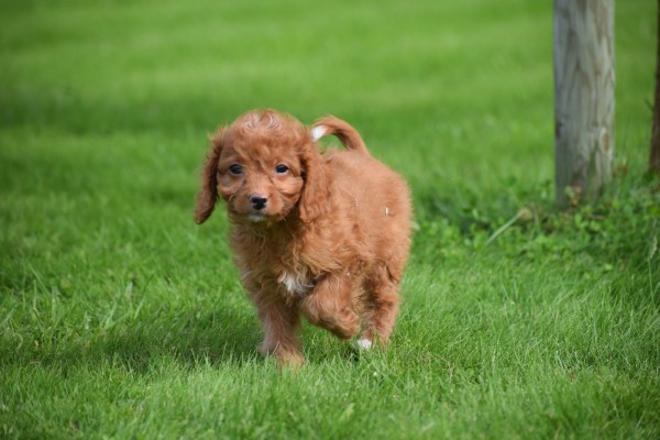 Cavapoo (teef) 72017