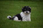 Bichon Havanais (reu) 75665