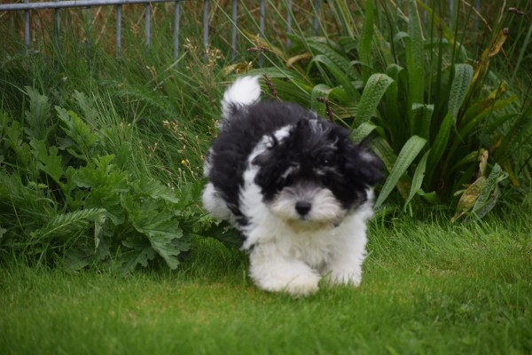 Bichon Havanais (reu) 75665