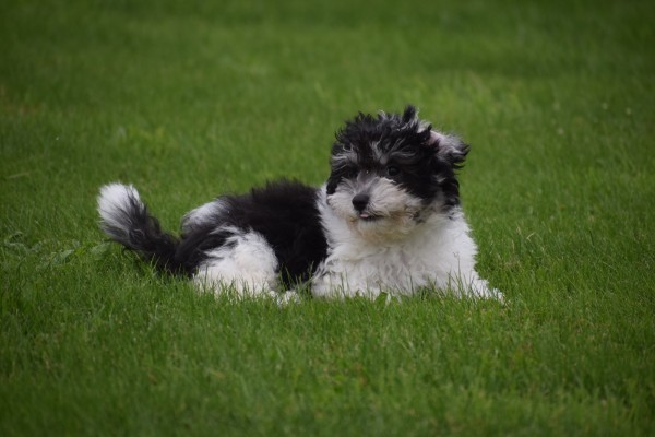 Bichon Havanais (reu) 75665