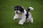 Bichon Havanais (reu) 75665