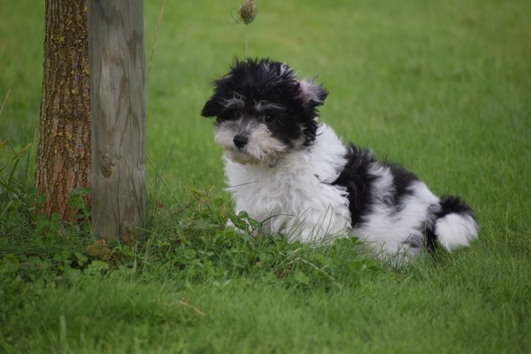 Bichon Havanais (reu) 75665