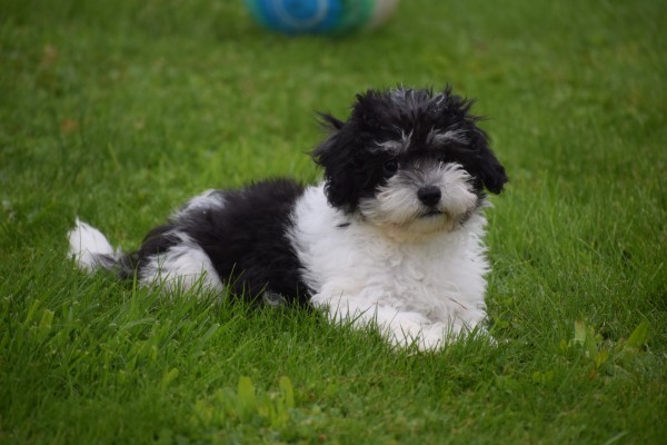Bichon Havanais (reu) 75665