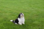 Bichon Havanais (reu) 75665