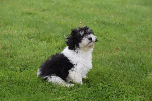 Bichon Havanais (reu) 75665