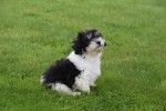 Bichon Havanais (reu) 75665