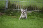 Franse bulldog (teef) 01743