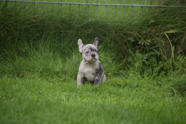 Franse bulldog (teef) 01743