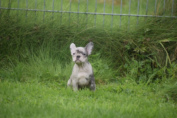 Franse bulldog (teef) 01743