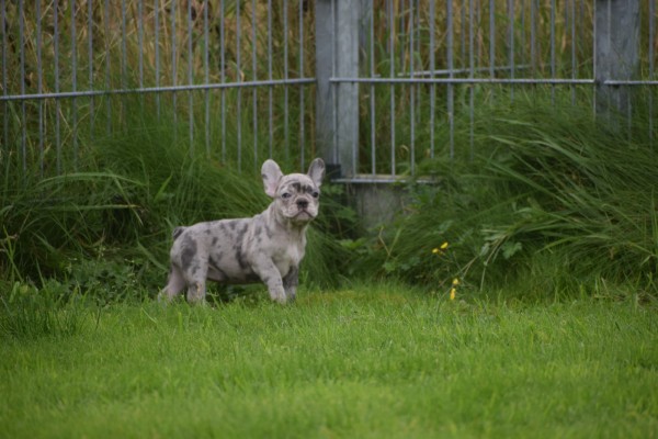 Franse bulldog (teef) 01743