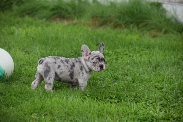 Franse bulldog (teef) 01743