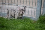 Franse bulldog (teef) 01743