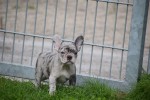 Franse bulldog (teef) 01743