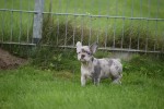 Franse bulldog (teef) 01743
