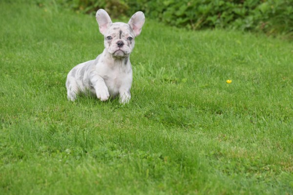 Franse bulldog (teef) 01756