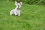 Franse bulldog (teef) 01756