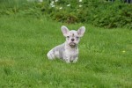 Franse bulldog (teef) 01756