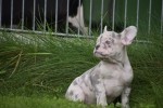 Franse bulldog (teef) 01756