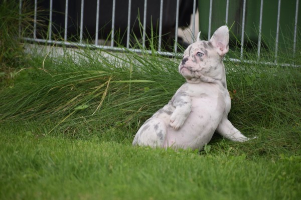 Franse bulldog (teef) 01756