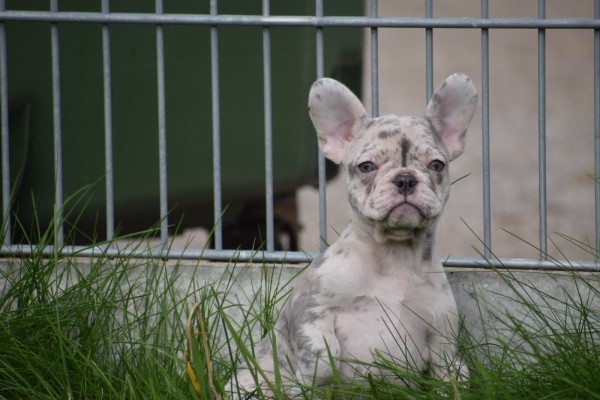 Franse bulldog (teef) 01756