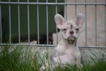 Franse bulldog (teef) 01756